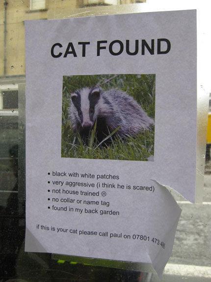 Katze gefunden!