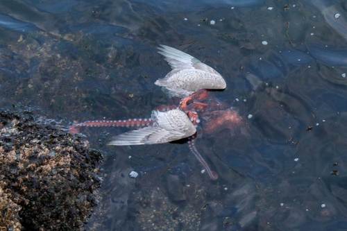 Tintenfisch frisst Vogel - Octopus Eating A Bird