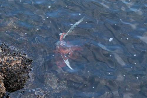 Tintenfisch frisst Vogel - Octopus Eating A Bird