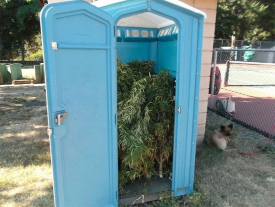 Cubículo de baño móvil lleno de marihuana
