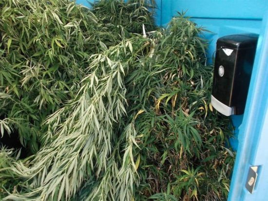 Mobile Toilettenkabine voller Marijuana
